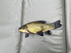 Tench
