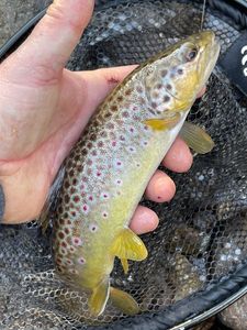 Brown Trout