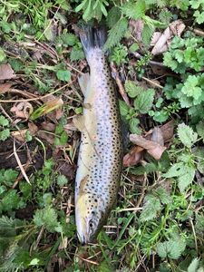 Brown Trout