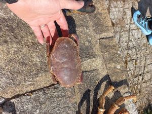Brown Crab