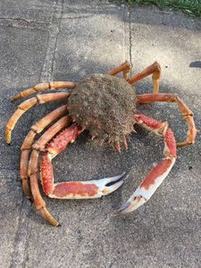 European Spider Crab