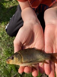 Crucian Carp