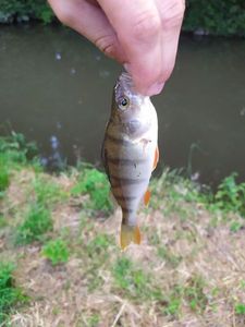 European Perch