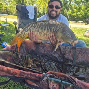 Mirror Carp