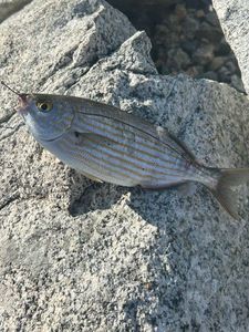 Gilthead Seabream