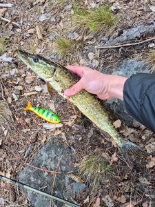 Northern Pike