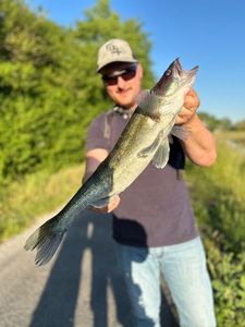 Zander