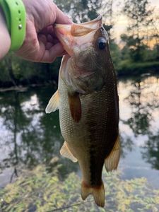 Largemouth Bass