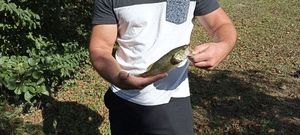 Largemouth Bass