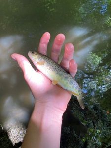 Brown Trout