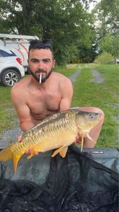 Common Carp