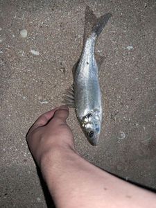 European Bass (Seabass)