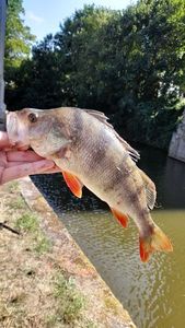 European Perch