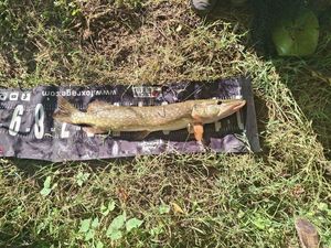 Northern Pike