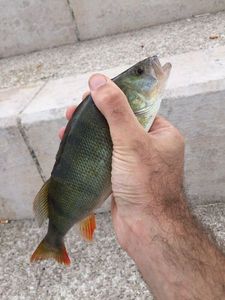 European Perch