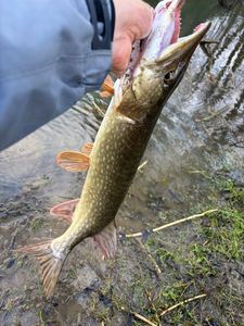 Northern Pike