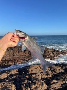European Bass (Seabass)