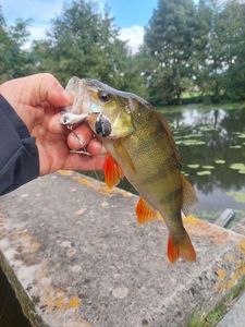 European Perch