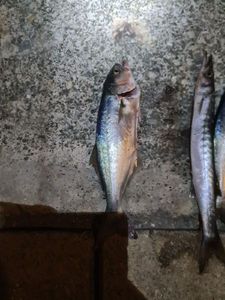 Bluefish