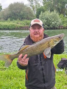 Zander