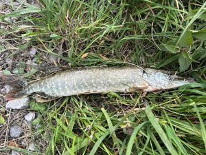 Northern Pike
