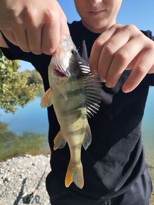 European Perch
