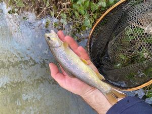 Brown Trout