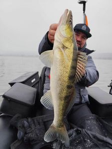 Zander