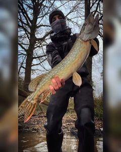 Northern Pike