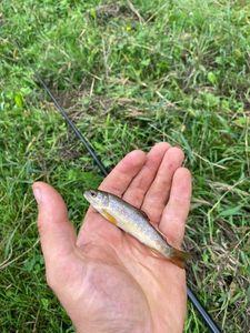 Brown Trout