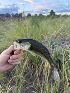 Largemouth Bass