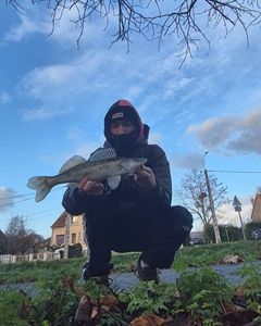 Zander