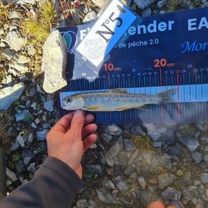 Arctic Char