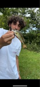 Yellow Perch
