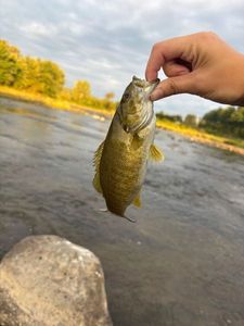 Smallmouth Bass