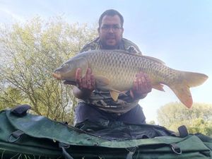 Common Carp