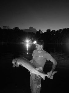Sturgeon