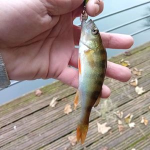 European Perch