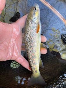 Brown Trout
