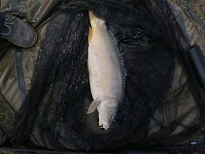 Mirror Carp