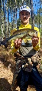 Largemouth Bass