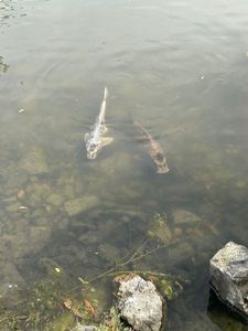 Koï Fish