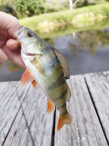 European Perch
