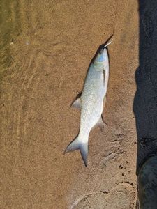 Asp