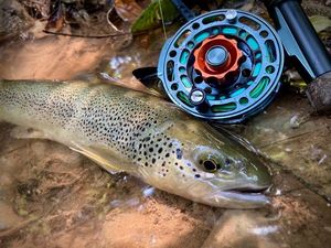 Brown Trout