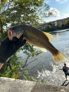 Largemouth Bass