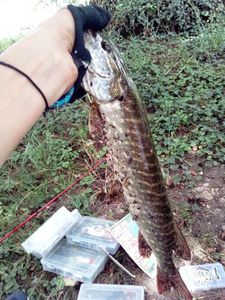Northern Pike