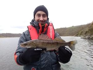 Zander
