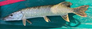Northern Pike
