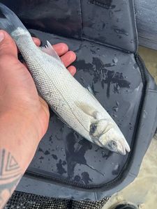 European Bass (Seabass)